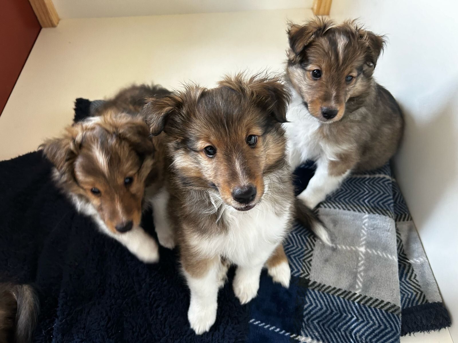 Cachorro pastor de Shetland